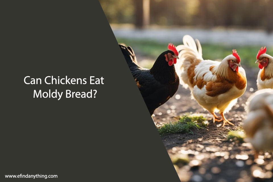 Can Chickens Eat Moldy Bread?