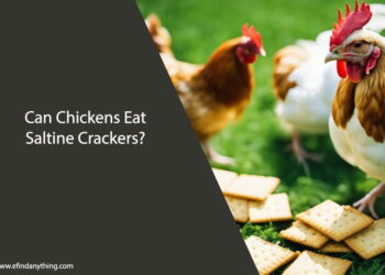 Can Chickens Eat Saltine Crackers