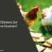Can Chickens Eat Saltine Crackers