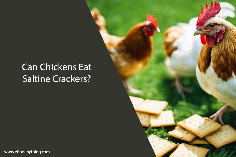 Can Chickens Eat Saltine Crackers?
