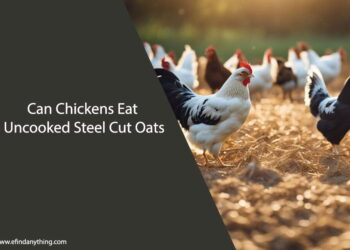 Can Chickens Eat Uncooked Steel Cut Oats