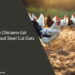 Can Chickens Eat Uncooked Steel Cut Oats