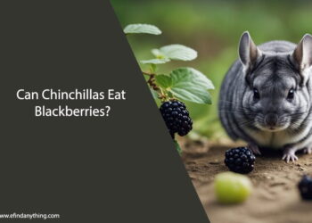 Can Chinchillas Eat Blackberries