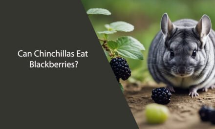 Can Chinchillas Eat Blackberries? A Comprehensive Guide