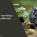 Can Chinchillas Eat Blackberries