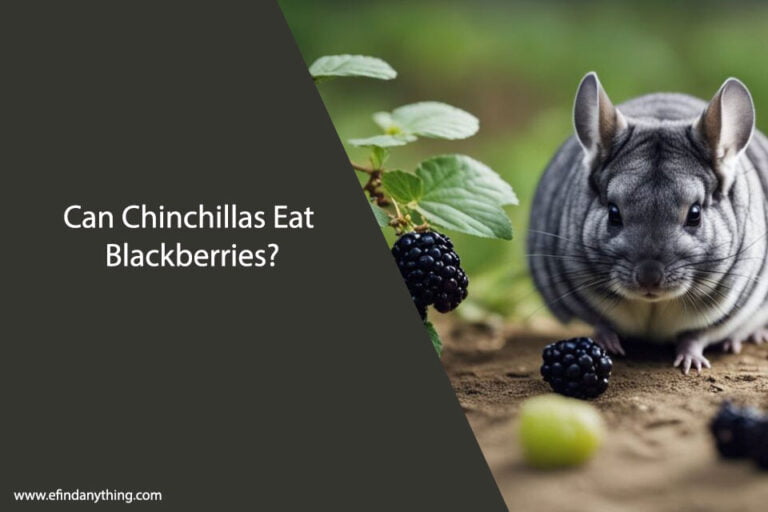 Can Chinchillas Eat Blackberries
