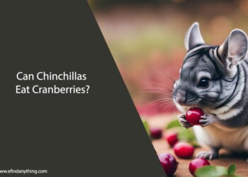 Can Chinchillas Eat Cranberries