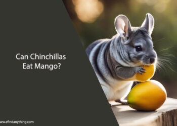 Can Chinchillas Eat Mango