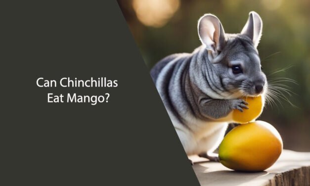 Can Chinchillas Eat Mango? A Comprehensive Guide