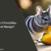 Can Chinchillas Eat Mango