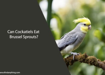 Can Cockatiels Eat Brussel Sprouts