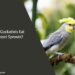 Can Cockatiels Eat Brussel Sprouts