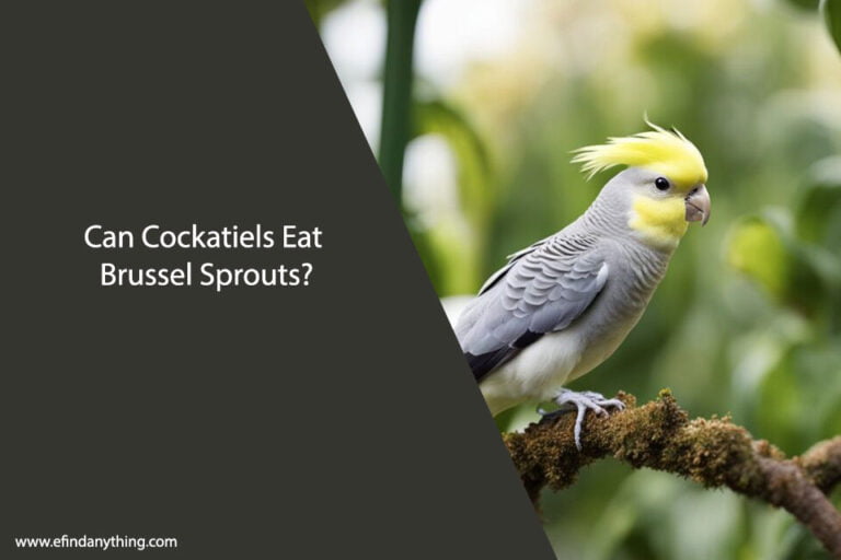Can Cockatiels Eat Brussel Sprouts