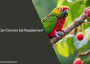 Can Conures Eat Raspberries