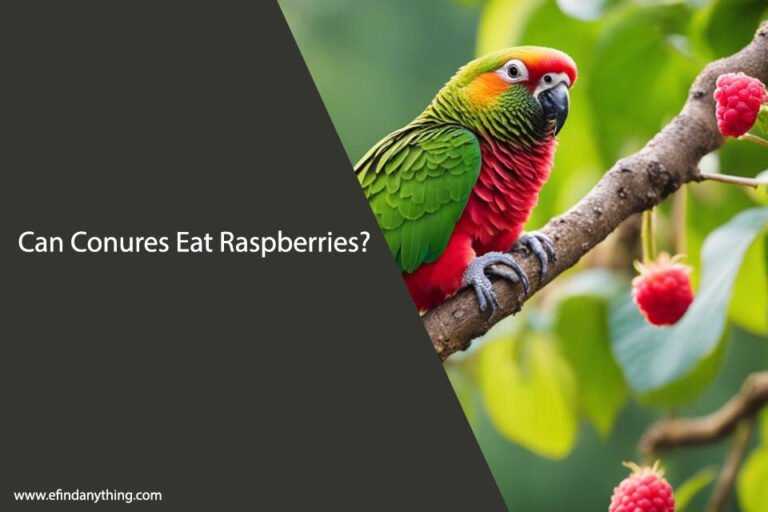 Can Conures Eat Raspberries