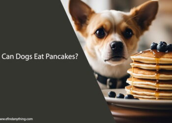 Can Dogs Eat Pancakes