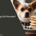 Can Dogs Eat Pancakes