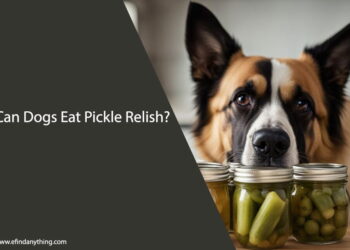 Can Dogs Eat Pickle Relish