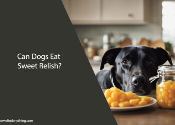 Can Dogs Eat Sweet Relish