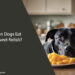 Can Dogs Eat Sweet Relish