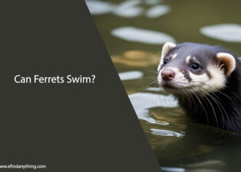 Can Ferrets Swim