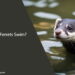 Can Ferrets Swim