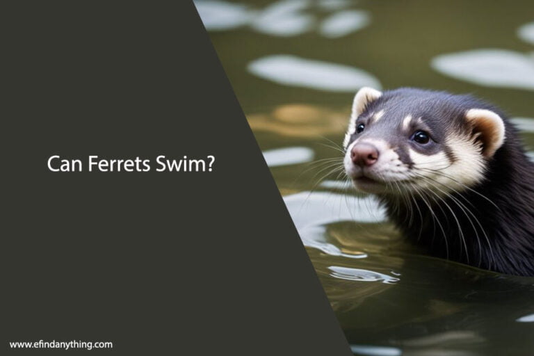 Can Ferrets Swim