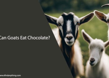 Can Goats Eat Chocolate
