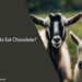 Can Goats Eat Chocolate