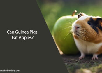 Can Guinea Pigs Eat Apples