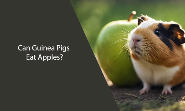 Can Guinea Pigs Eat Apples? A Comprehensive Guide