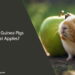 Can Guinea Pigs Eat Apples