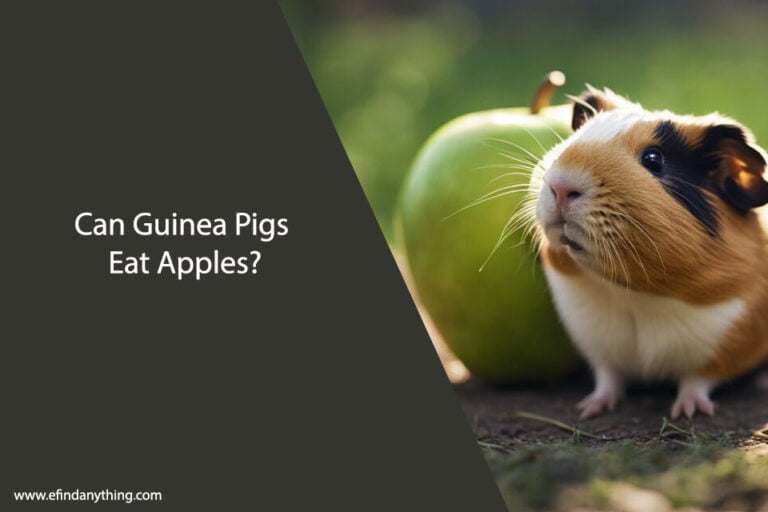 Can Guinea Pigs Eat Apples
