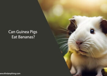 Can Guinea Pigs Eat Bananas