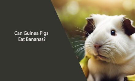 Can Guinea Pigs Eat Bananas? A Comprehensive Guide