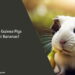 Can Guinea Pigs Eat Bananas