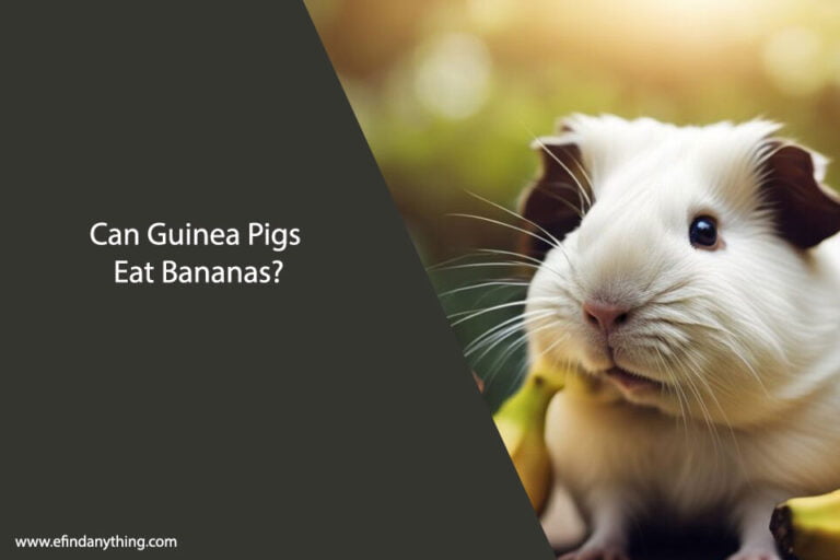 Can Guinea Pigs Eat Bananas