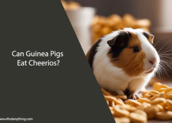 Can Guinea Pigs Eat Cheerios