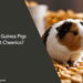 Can Guinea Pigs Eat Cheerios