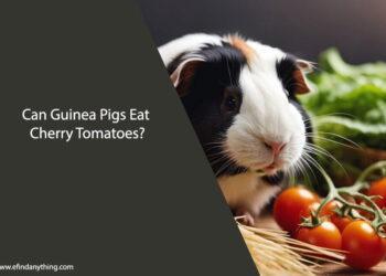 Can Guinea Pigs Eat Cherry Tomatoes