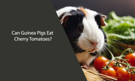 Can Guinea Pigs Eat Cherry Tomatoes? A Comprehensive Guide