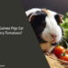 Can Guinea Pigs Eat Cherry Tomatoes