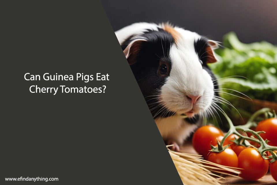Can Guinea Pigs Eat Cherry Tomatoes