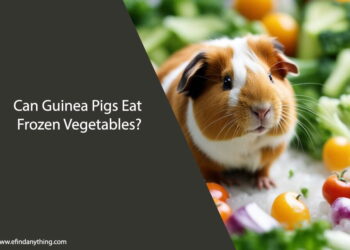 Can Guinea Pigs Eat Frozen Vegetables