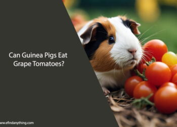 Can Guinea Pigs Eat Grape Tomatoes