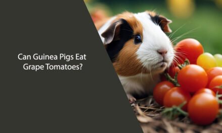 Can Guinea Pigs Eat Grape Tomatoes? A Comprehensive Guide