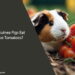 Can Guinea Pigs Eat Grape Tomatoes