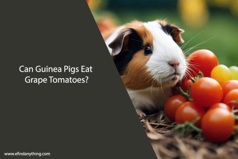 Can Guinea Pigs Eat Grape Tomatoes