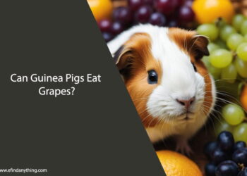Can Guinea Pigs Eat Grapes