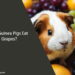 Can Guinea Pigs Eat Grapes